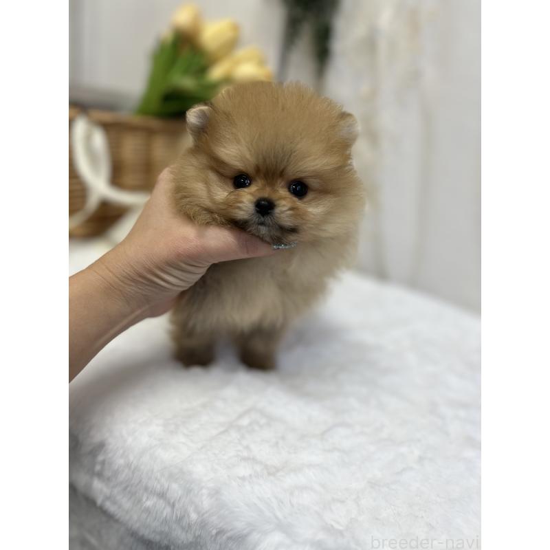 販売中の愛媛県のポメラニアン-441545の7枚目