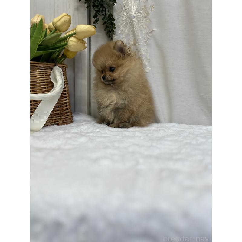 販売中の愛媛県のポメラニアン-441545の5枚目