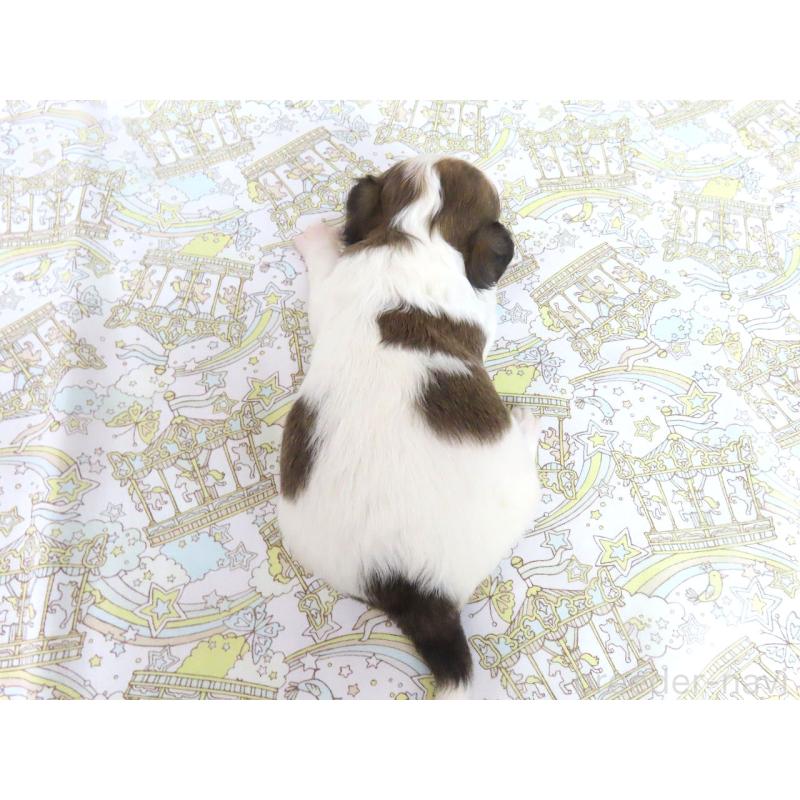 販売中の千葉県のチワワ(ロングコート)-441544の5枚目