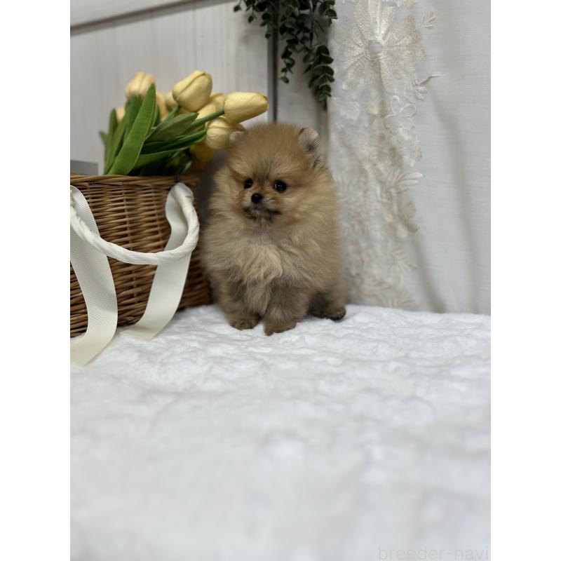 販売中の愛媛県のポメラニアン-441545の4枚目