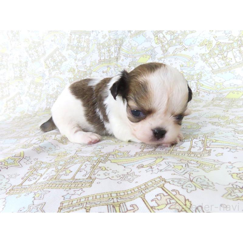 販売中の千葉県のチワワ(ロングコート)-441544の4枚目