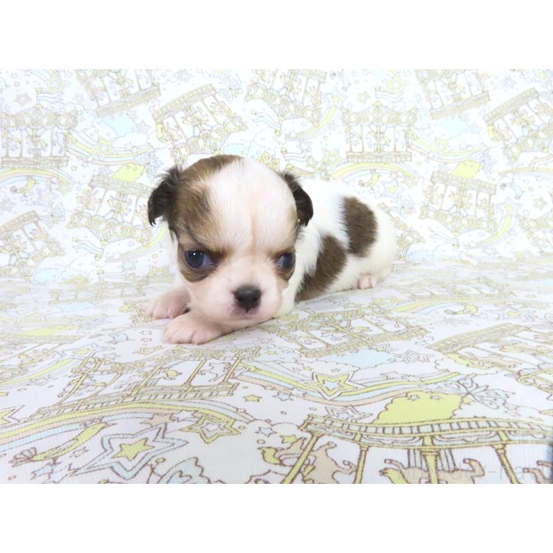 販売中の千葉県のチワワ(ロングコート)-441544の3枚目