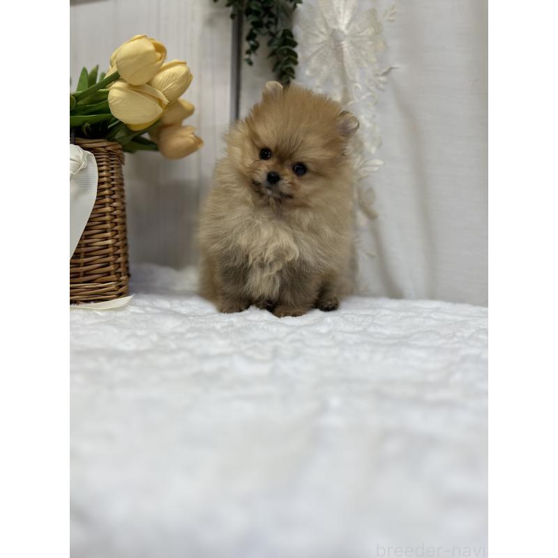 販売中の愛媛県のポメラニアン-441545の3枚目