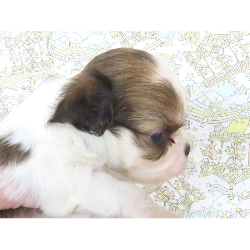 販売中の千葉県のチワワ(ロングコート)-441544の2枚目