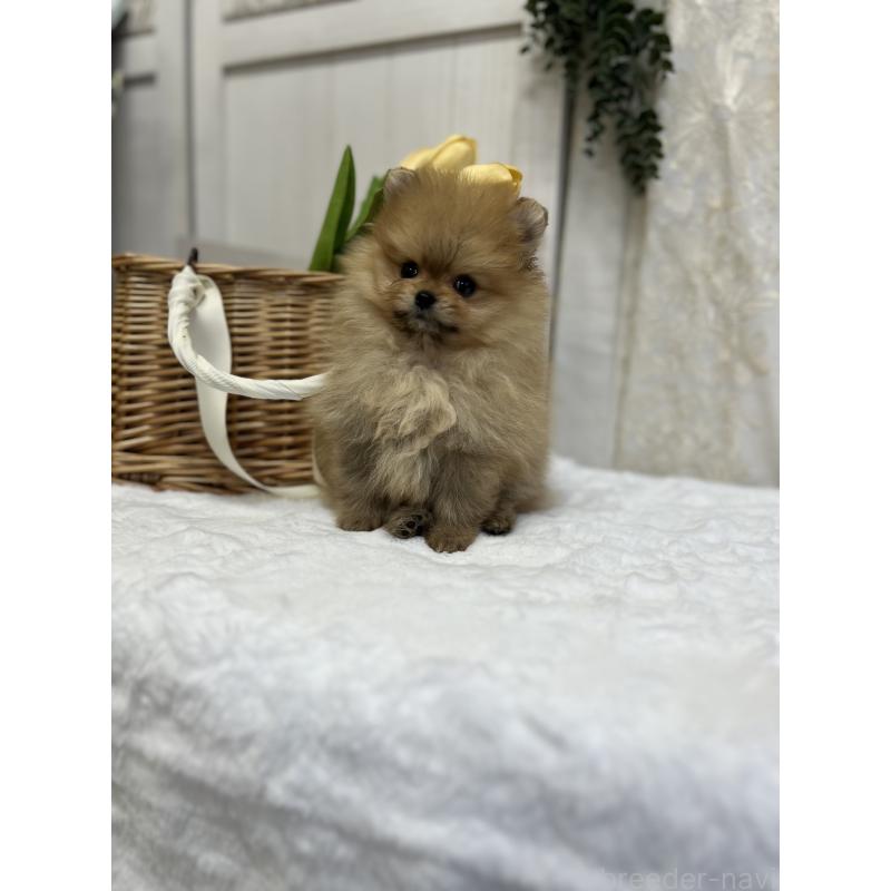 販売中の愛媛県のポメラニアン-441545の2枚目