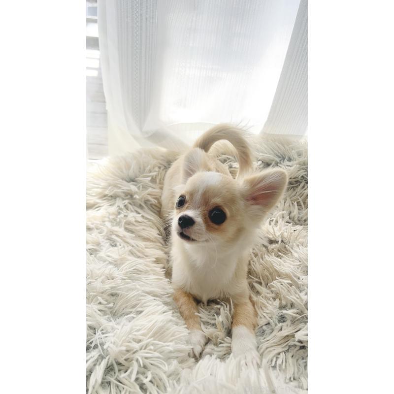 販売中の愛知県のチワワ(ロングコート)-419716の3枚目