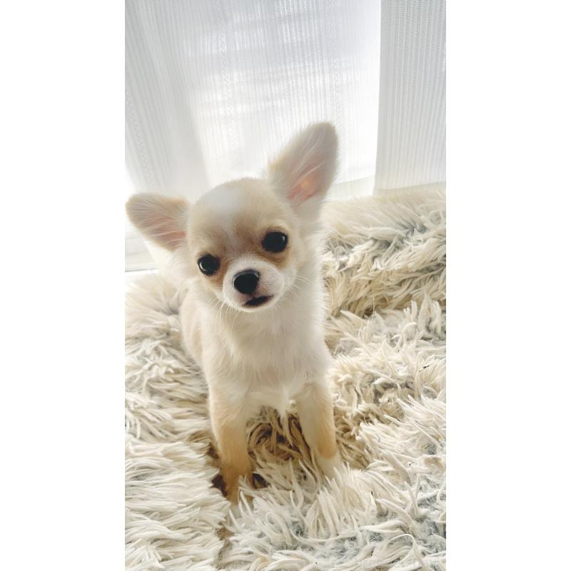 販売中の愛知県のチワワ(ロングコート)-419716の2枚目