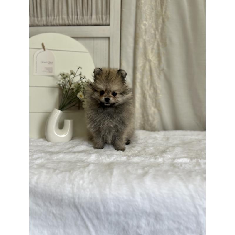 販売中の愛媛県のポメラニアン-441546の7枚目