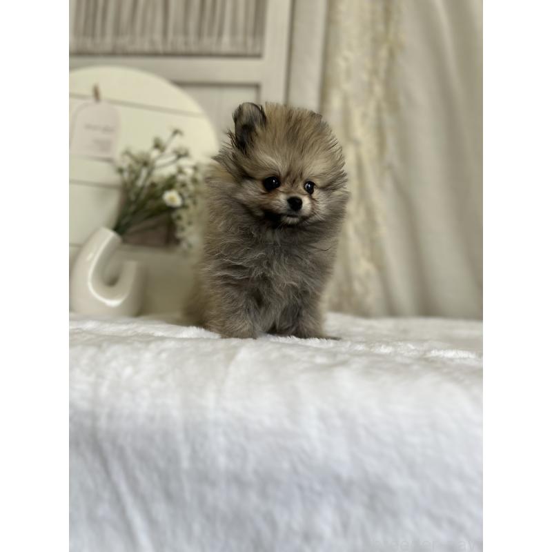 販売中の愛媛県のポメラニアン-441546の6枚目