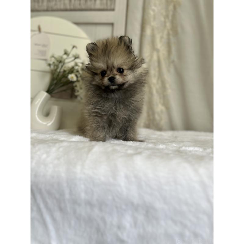 販売中の愛媛県のポメラニアン-441546の5枚目