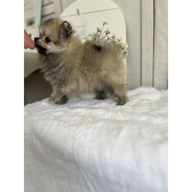 販売中の愛媛県のポメラニアン-441546の4枚目