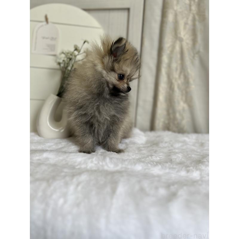 販売中の愛媛県のポメラニアン-441546の3枚目