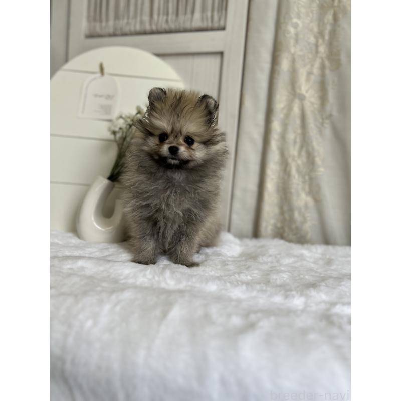 販売中の愛媛県のポメラニアン-441546の2枚目