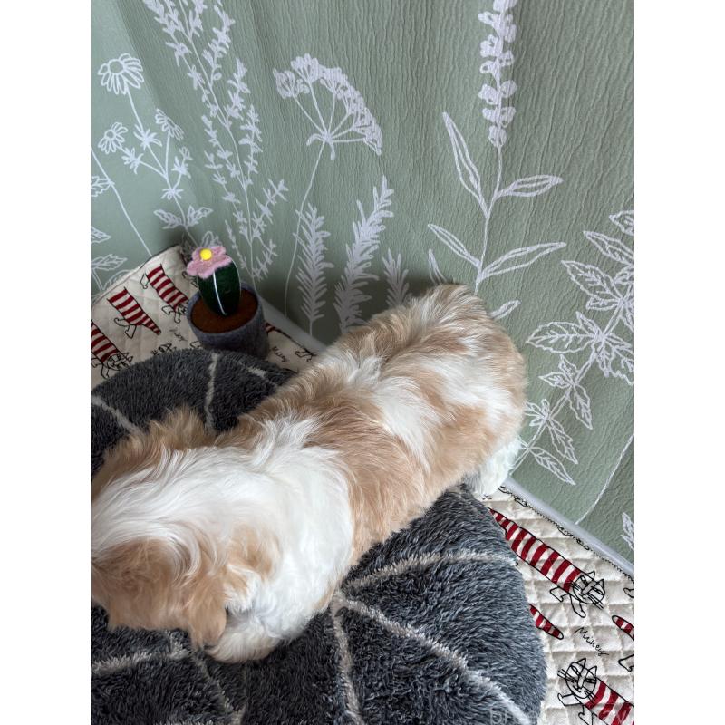 販売中の山形県のミックス犬-441553の5枚目