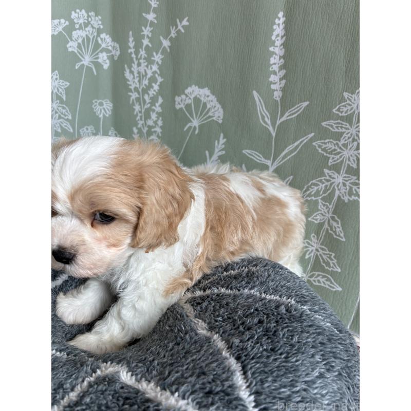 販売中の山形県のミックス犬-441553の4枚目