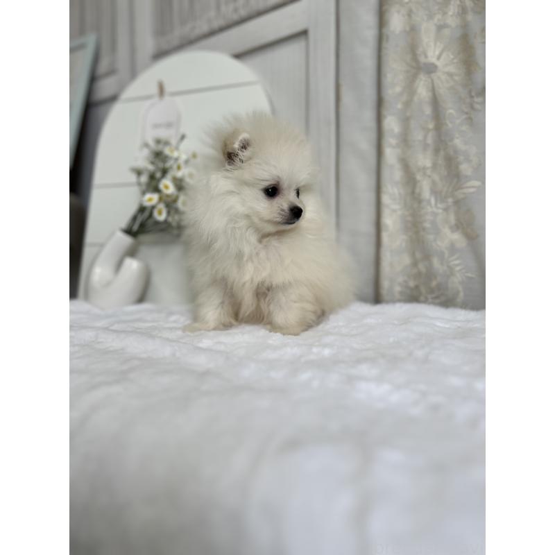 販売中の愛媛県のポメラニアン-441547の7枚目