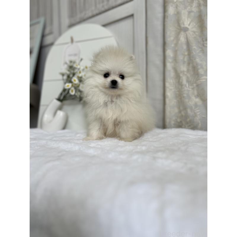 販売中の愛媛県のポメラニアン-441547の6枚目