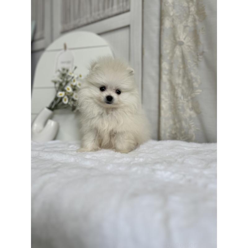 販売中の愛媛県のポメラニアン-441547の5枚目