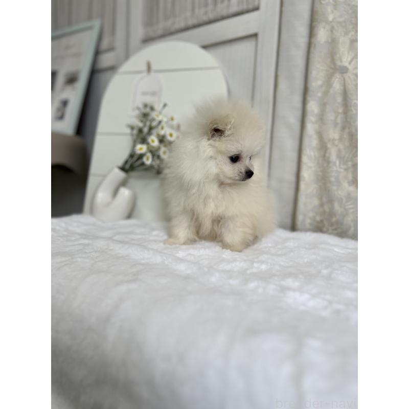 販売中の愛媛県のポメラニアン-441547の4枚目