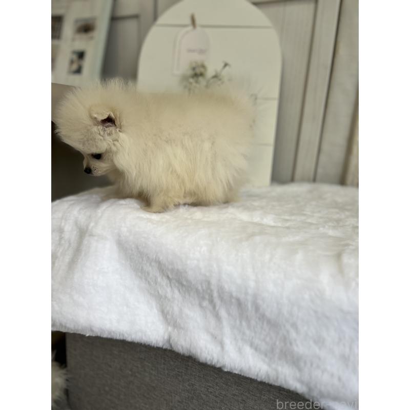 販売中の愛媛県のポメラニアン-441547の3枚目