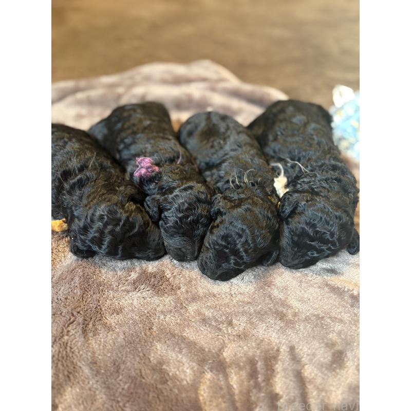 販売中の東京都のミディアムプードル-438627の2枚目