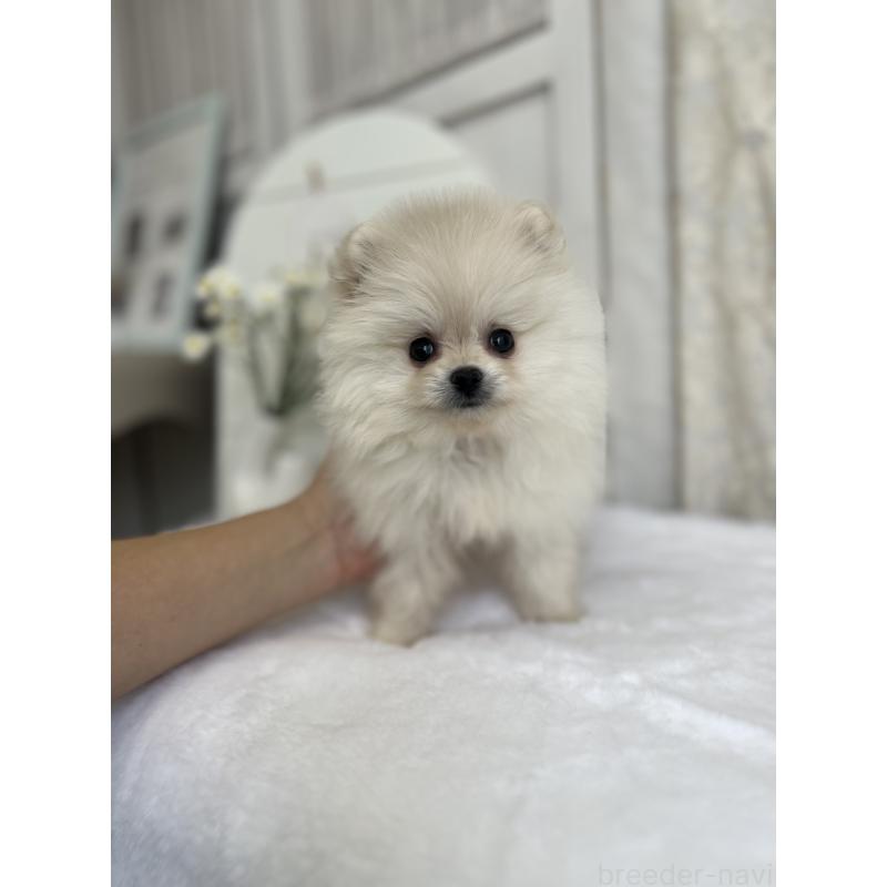 販売中の愛媛県のポメラニアン-441549の10枚目