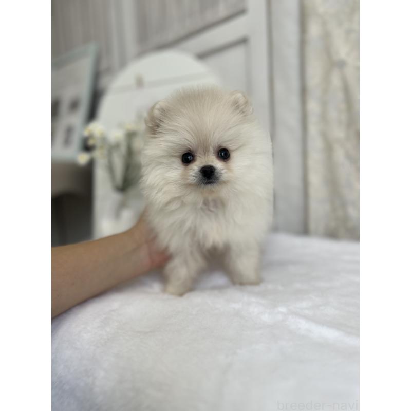 販売中の愛媛県のポメラニアン-441549の9枚目