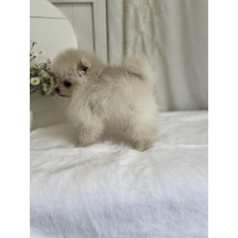 販売中の愛媛県のポメラニアン-441549の8枚目