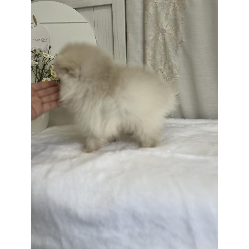 販売中の愛媛県のポメラニアン-441549の7枚目