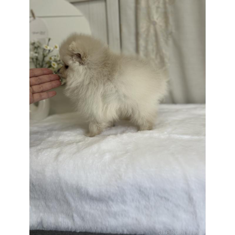 販売中の愛媛県のポメラニアン-441549の6枚目