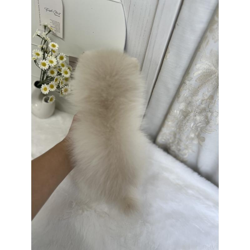 販売中の愛媛県のポメラニアン-441549の5枚目