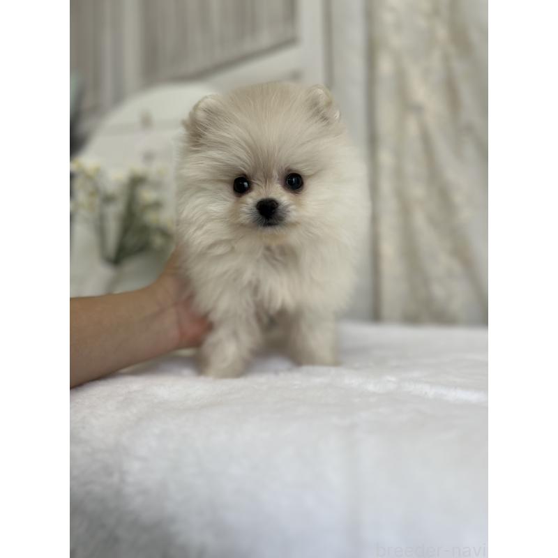 販売中の愛媛県のポメラニアン-441549の4枚目