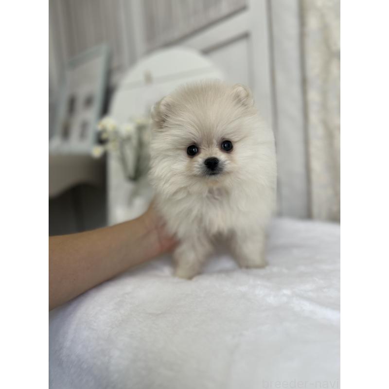 販売中の愛媛県のポメラニアン-441549の3枚目