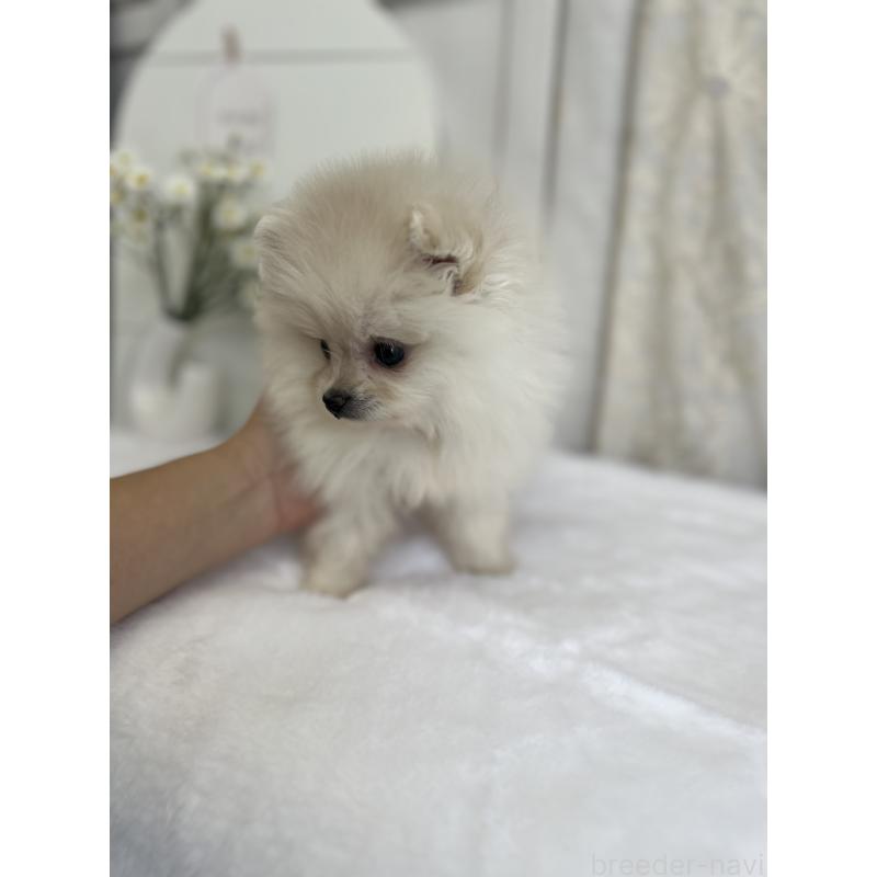 販売中の愛媛県のポメラニアン-441549の2枚目