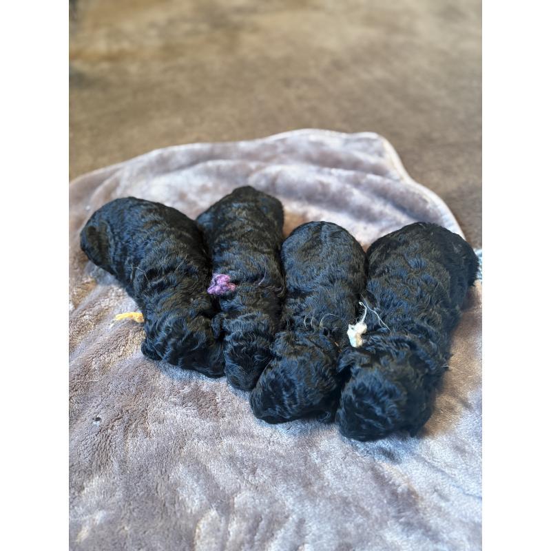 販売中の東京都のミディアムプードル-441551の3枚目