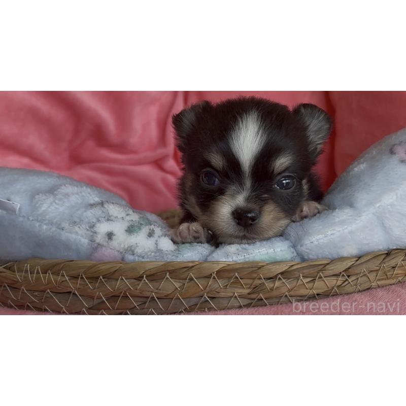 販売中の茨城県のチワワ(ロングコート)-441550の2枚目