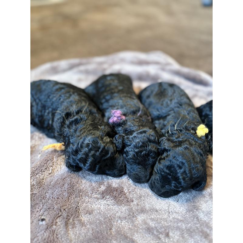 販売中の東京都のミディアムプードル-441551の2枚目