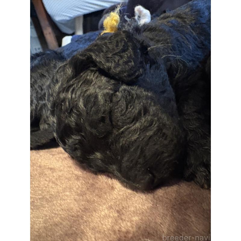 販売中の東京都のミディアムプードル-441551の1枚目