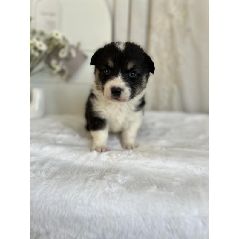 販売中の愛媛県のウェルシュコーギーペンブローク-441552の7枚目