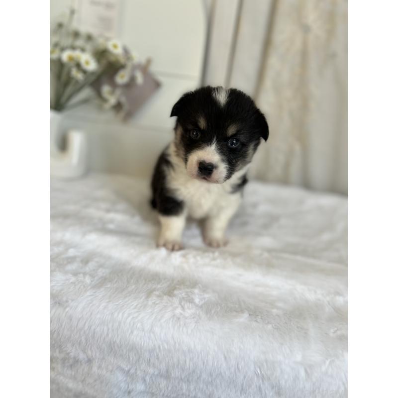 販売中の愛媛県のウェルシュコーギーペンブローク-441552の6枚目