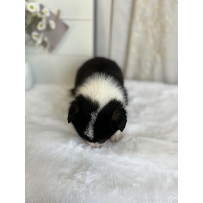 販売中の愛媛県のウェルシュコーギーペンブローク-441552の5枚目