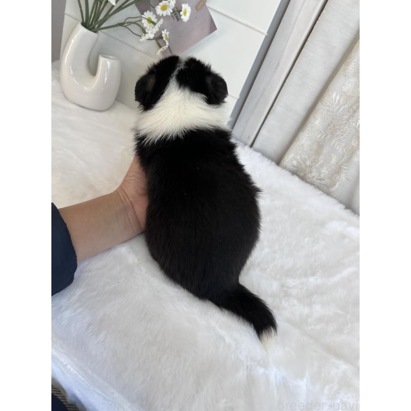 販売中の愛媛県のウェルシュコーギーペンブローク-441552の4枚目