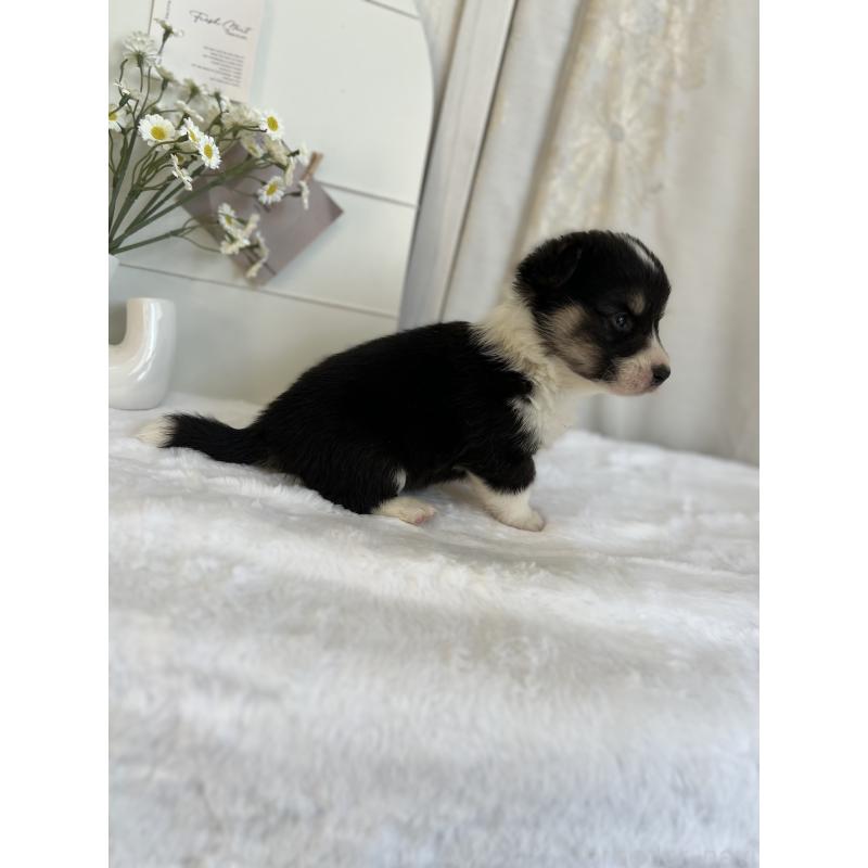 販売中の愛媛県のウェルシュコーギーペンブローク-441552の3枚目