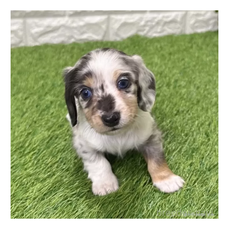 販売中の愛知県のミニチュアダックスフンド(ロングヘアード)-441554の1枚目