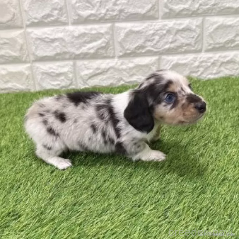 販売中の愛知県のミニチュアダックスフンド(ロングヘアード)-441554の5枚目