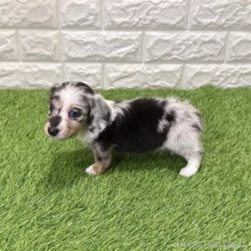 販売中の愛知県のミニチュアダックスフンド(ロングヘアード)-441554の4枚目