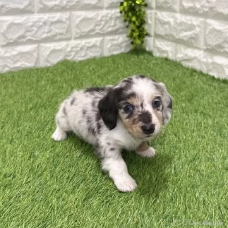 販売中の愛知県のミニチュアダックスフンド(ロングヘアード)-441554の3枚目