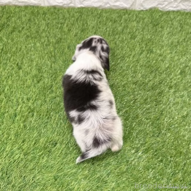 販売中の愛知県のミニチュアダックスフンド(ロングヘアード)-441554の2枚目