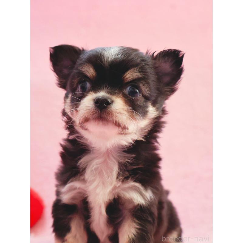 販売中の神奈川県のチワワ(ロングコート)-441560の11枚目