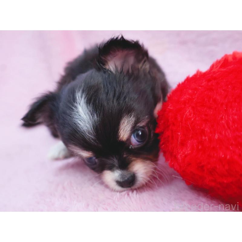 販売中の神奈川県のチワワ(ロングコート)-441560の10枚目